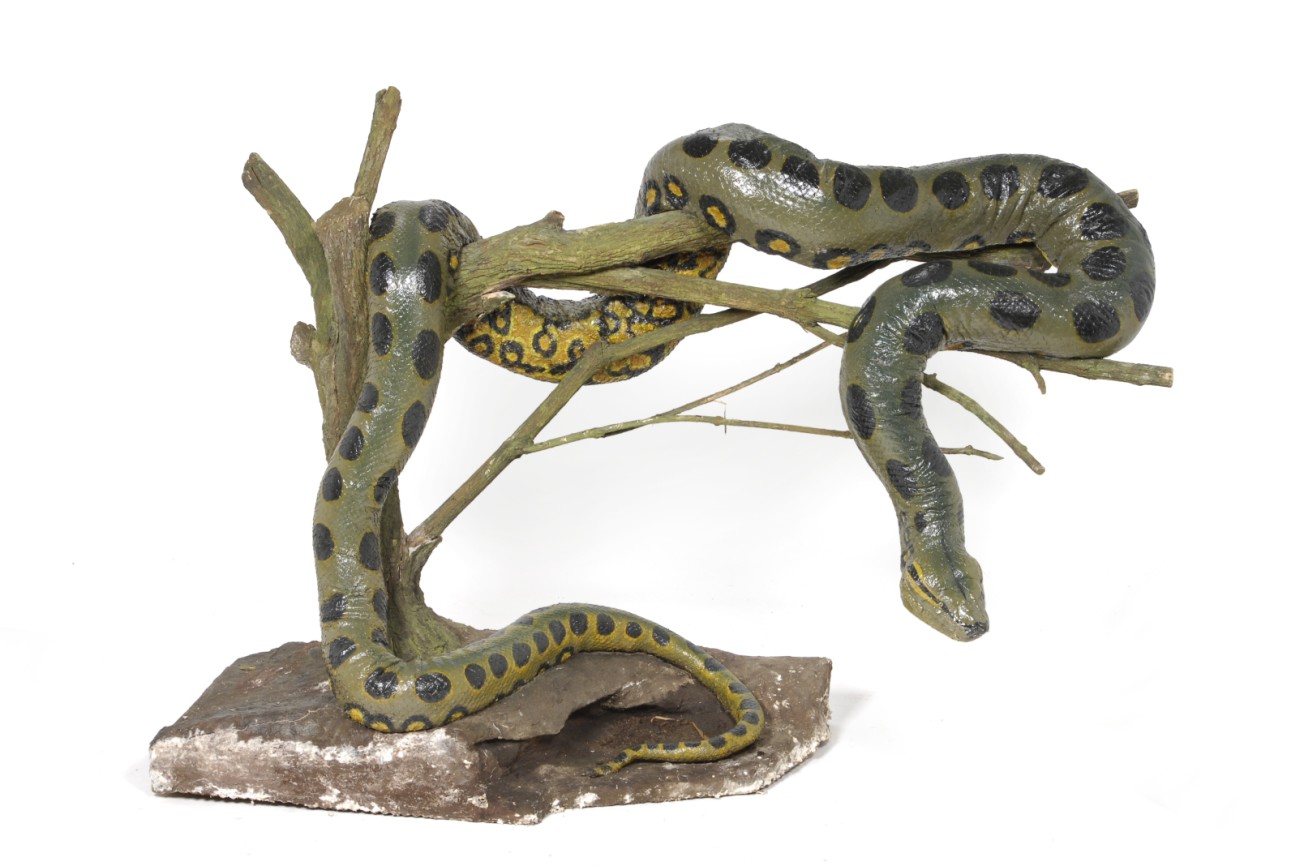 Tennants Auctioneers Green Anaconda Eunectes Murinus