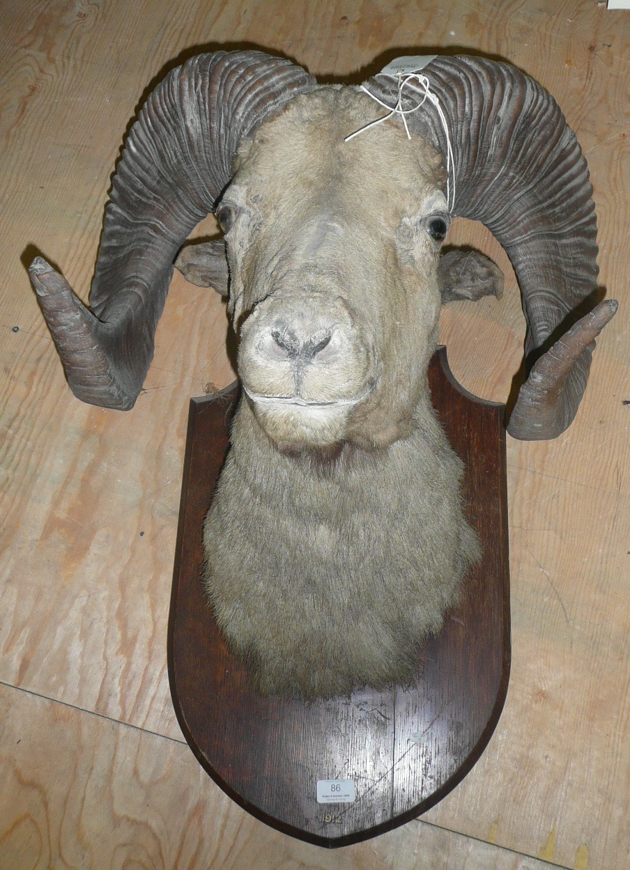 Tennants Auctioneers: Tibetan Argali (Ovis ammon hodgsoni)